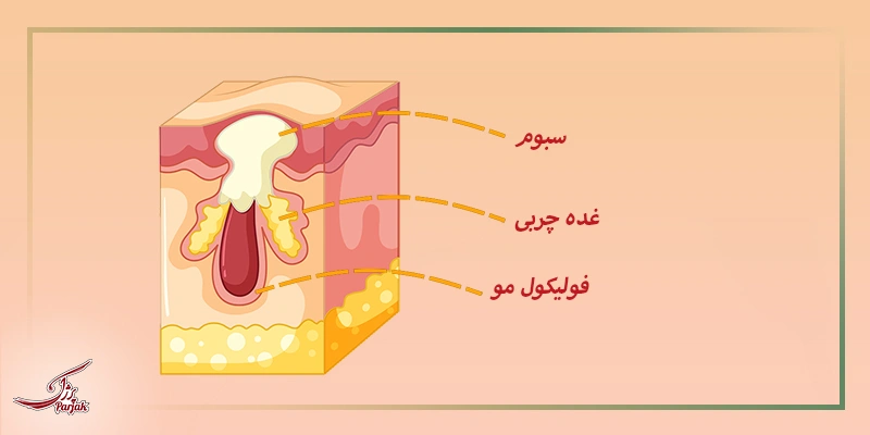 سبوم یا چربی چیست؟