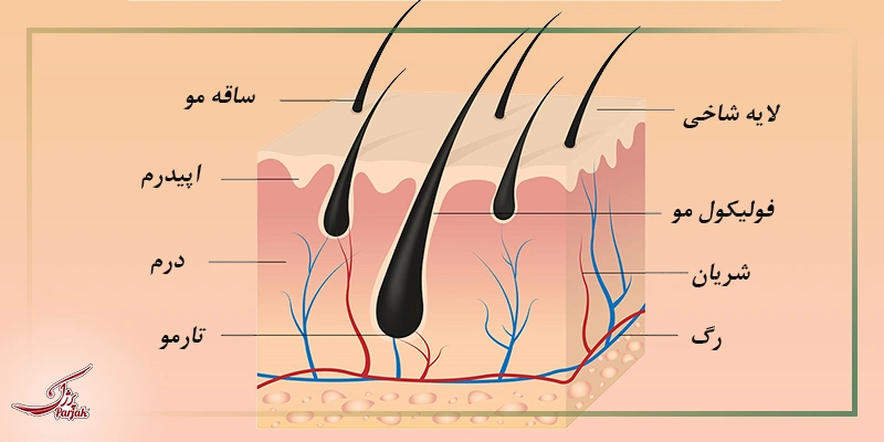 پیاز مو چیست؟