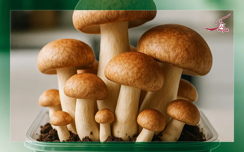 آموزش کشاورزی شهری و منابع بازیافتی