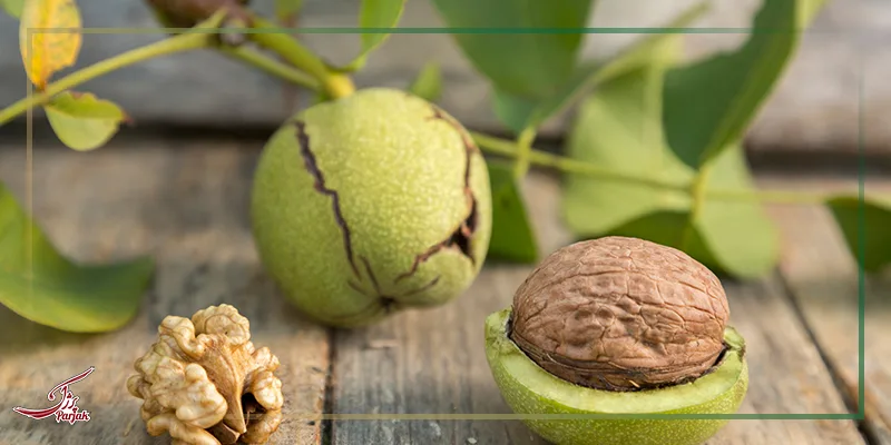 پوست گردو یک آنتی بیوتیک طبیعی