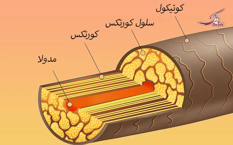 کوتیکول مو چیست