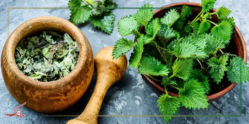 خواص گزنه برای ریزش مو